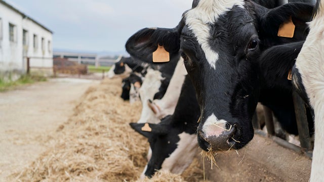 Dairy cows eating hay at a farm. 