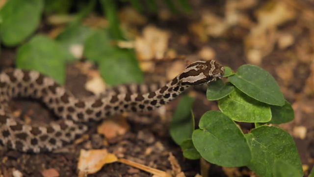 eastern-massasauga-rattlesnake.png 
