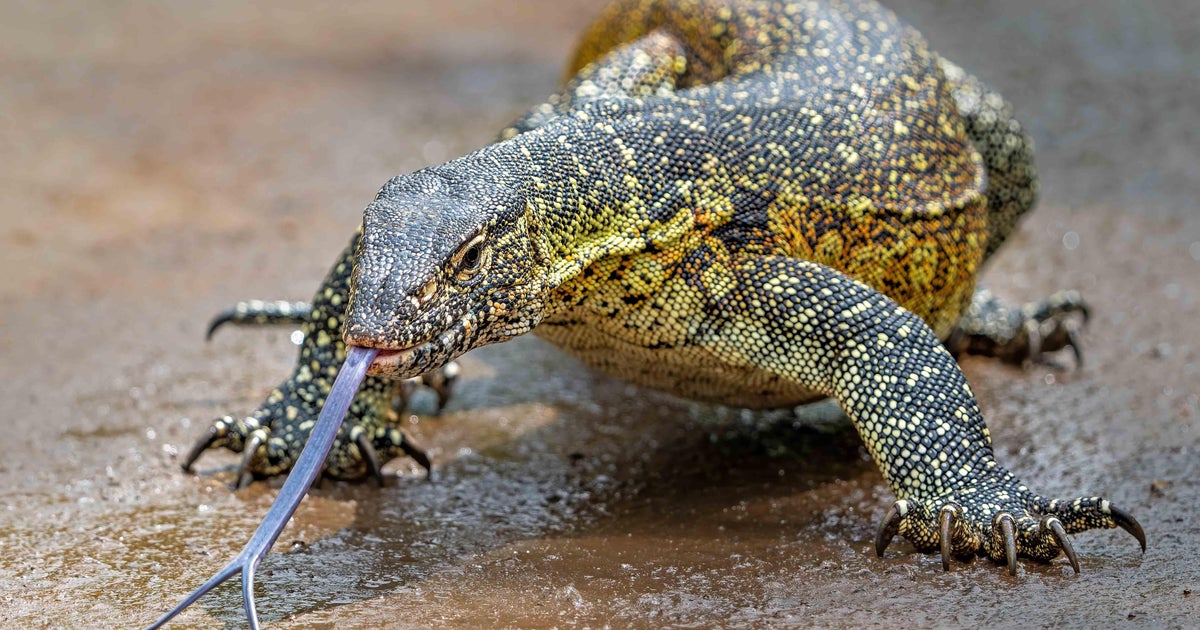 Razor-clawed carnivorous invasive reptiles spreading in South Florida pose bigger threat than iguanas, officials say