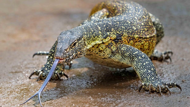 Water Monitor Lizard in Hluhluwe Natioanal Park in South Africa