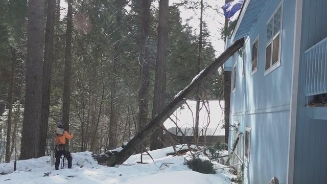 pollock pines tree into house 