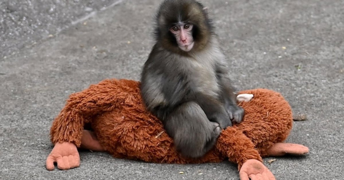 What we know about Punch the monkey