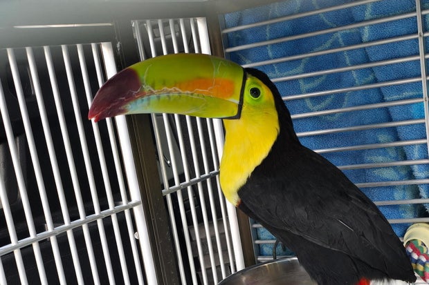 Nevada Toucan Rescued