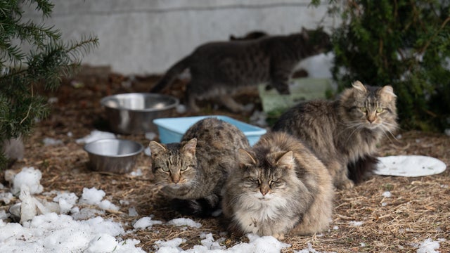 100 Cats Rescued Wicomico County, Maryland 