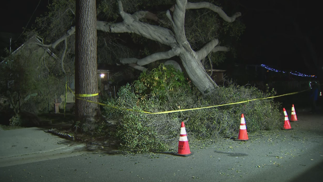 pasadena-tree-down.png 