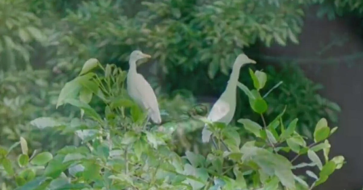 Environmental activists are fighting to keep the mangroves in Broward as developers want to remove them