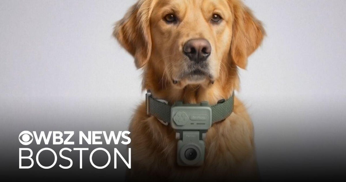 New "pet phone" allows animals to call owners - CBS Boston