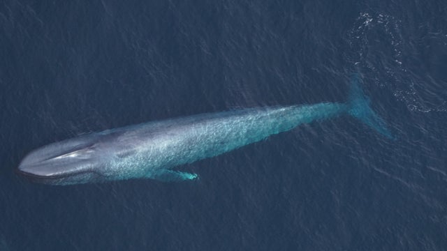 blue-whale-neaq.jpg 