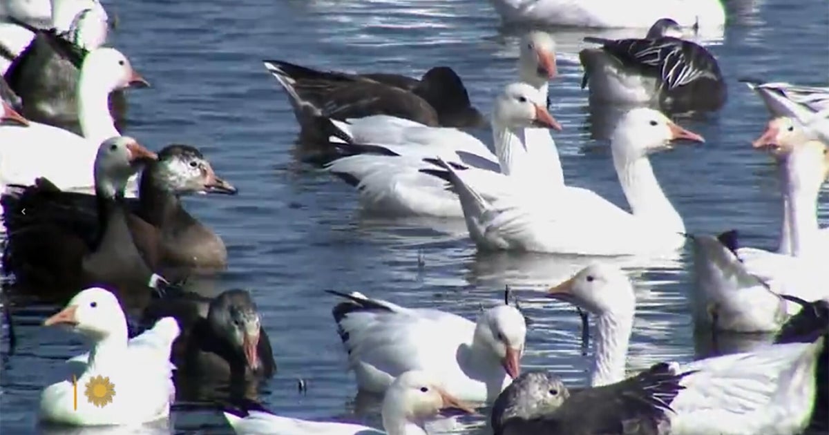 Nature: Snow geese in Missouri