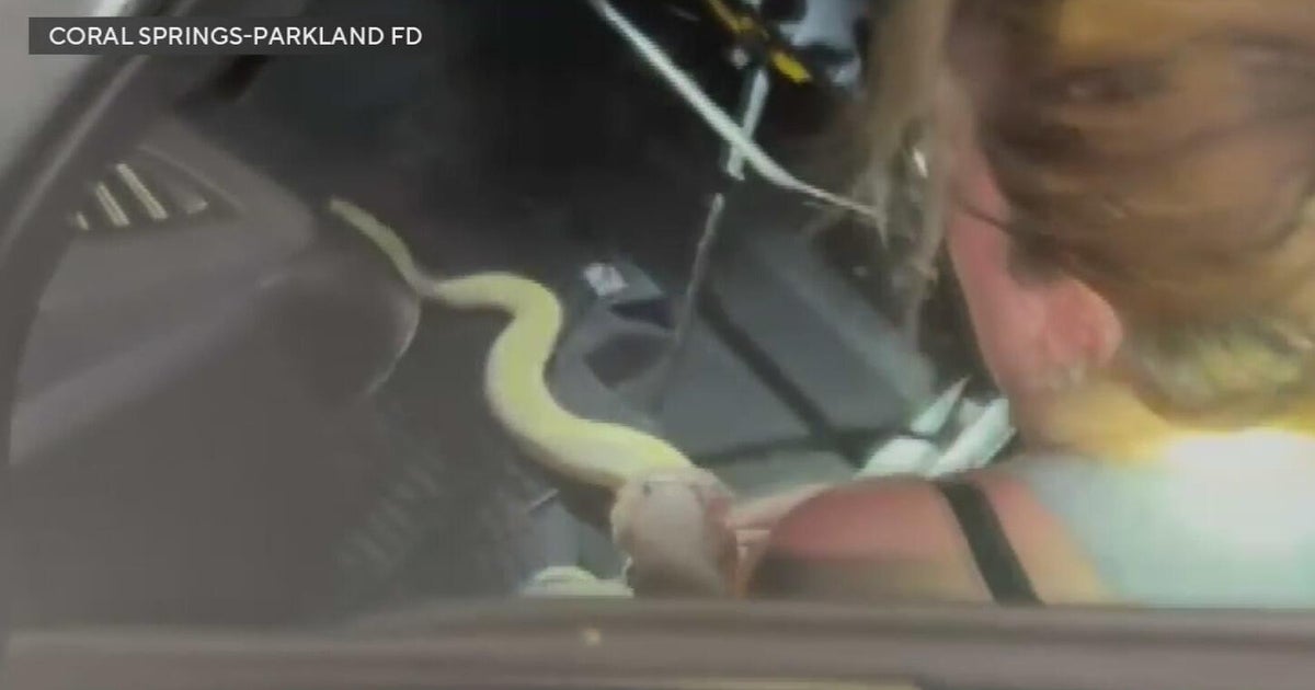 Caught on camera: Firefighters rescue pet python trapped in car dashboard