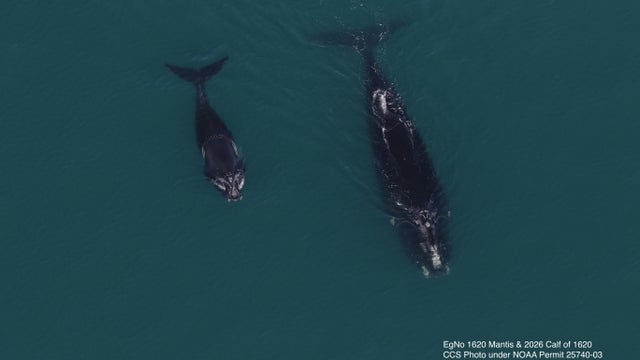 whale-and-calf-march.jpg 