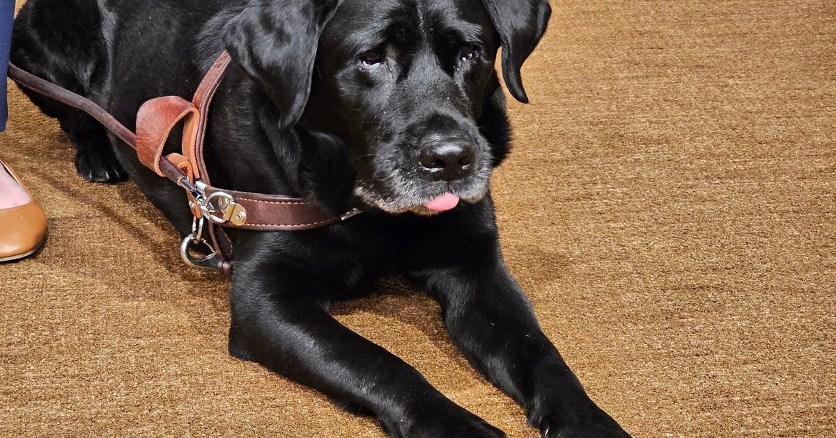 Minnesota reaches settlement with Lyft after blind student denied rides over service dog