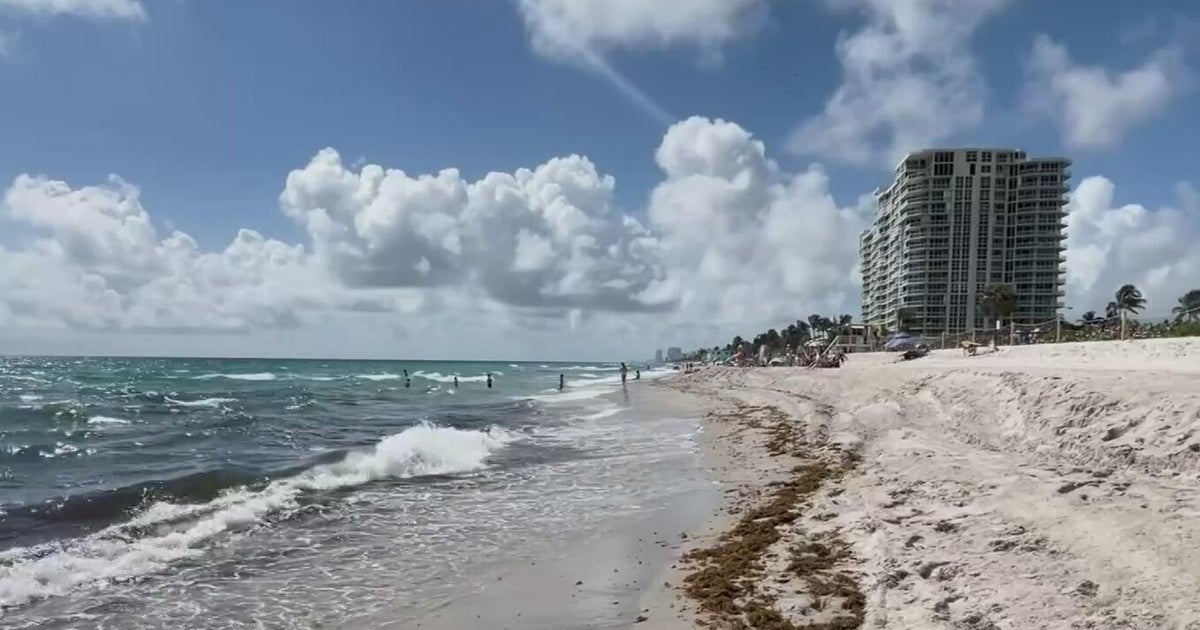Record-breaking amounts of sargassum seaweed could be coming to South Florida, experts say
