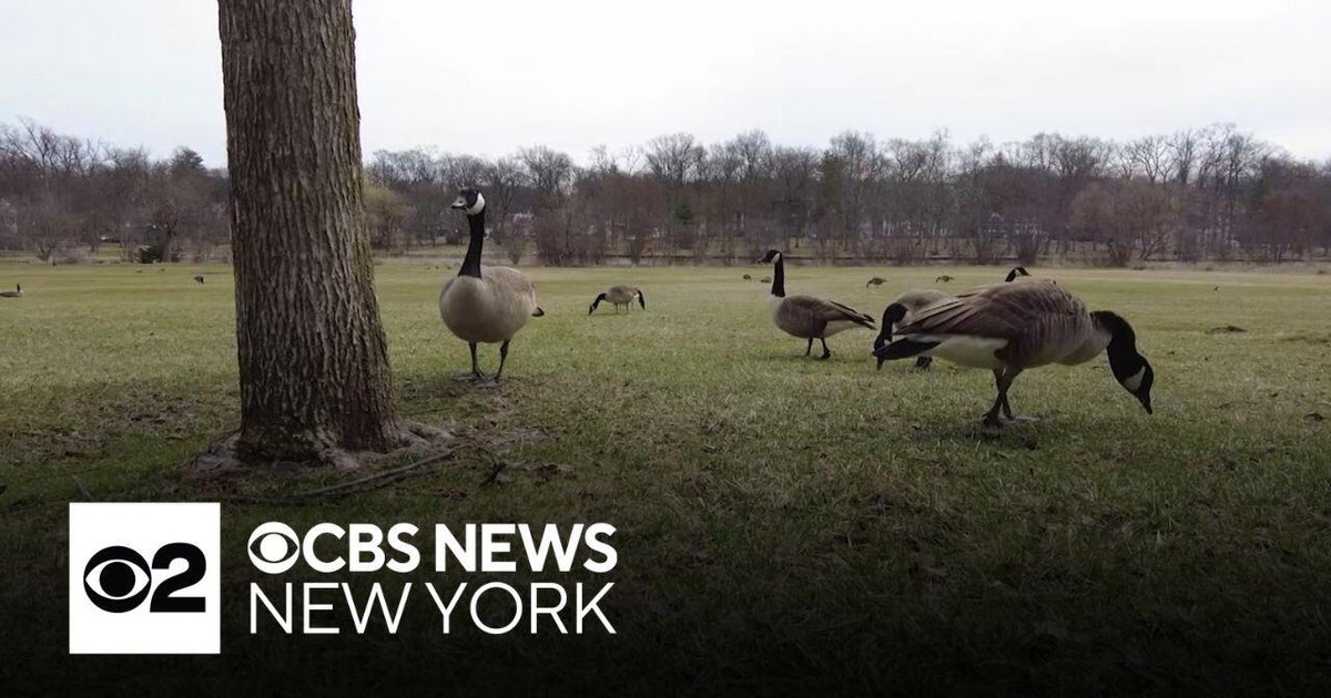 N.J. community concerned after dead geese found in park - CBS New York