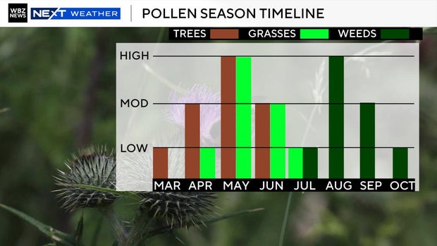 pollen-season-timeline-2026.jpg 