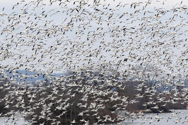 Middle Creek Wildlife Management Area In Pennsylvania 