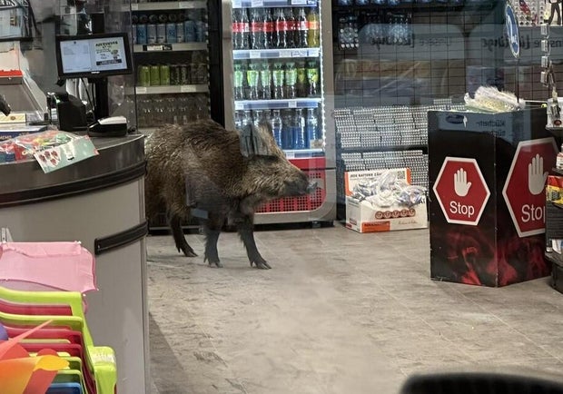 Wild boar roams into Berlin mall, prompting police response with blowgun, riot shields
