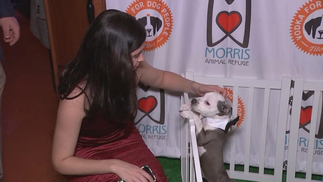 Morris Animal Refuge Fur Ball 