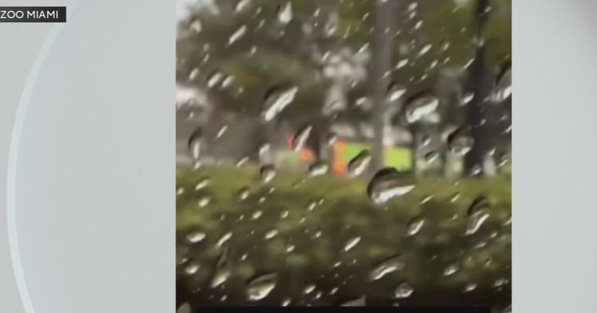 Zoo Miami closes for second day due to bomb threat - CBS Miami