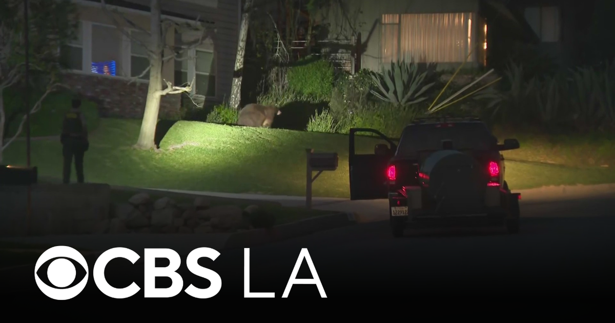 Bear encounter leaves woman with minor injuries in Monrovia