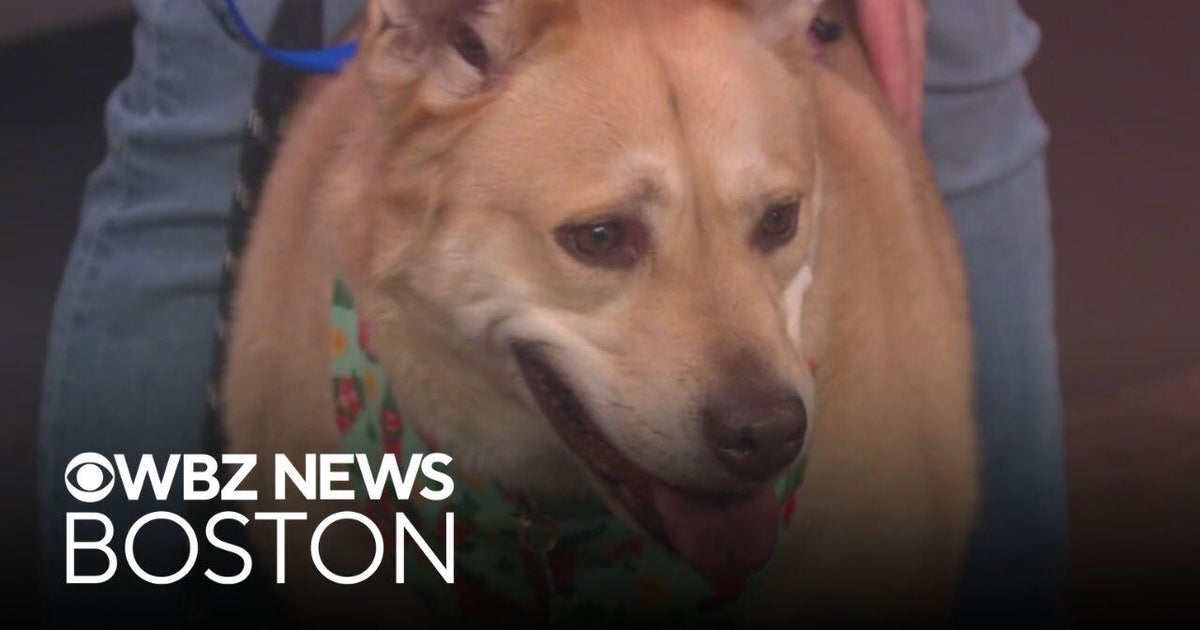 3 dogs from Massachusetts shelter looking for new homes for St. Patrick's Day