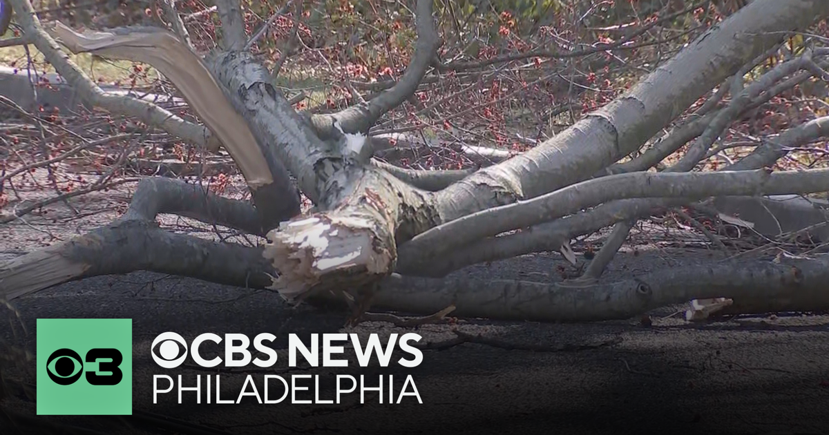 Man killed after tree falls onto car in Delaware County, Pennsylvania ...