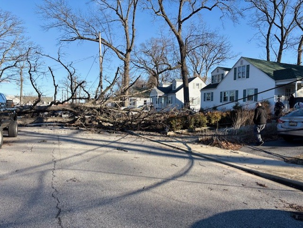Downed Tree in Glen Burnie, Maryland 
