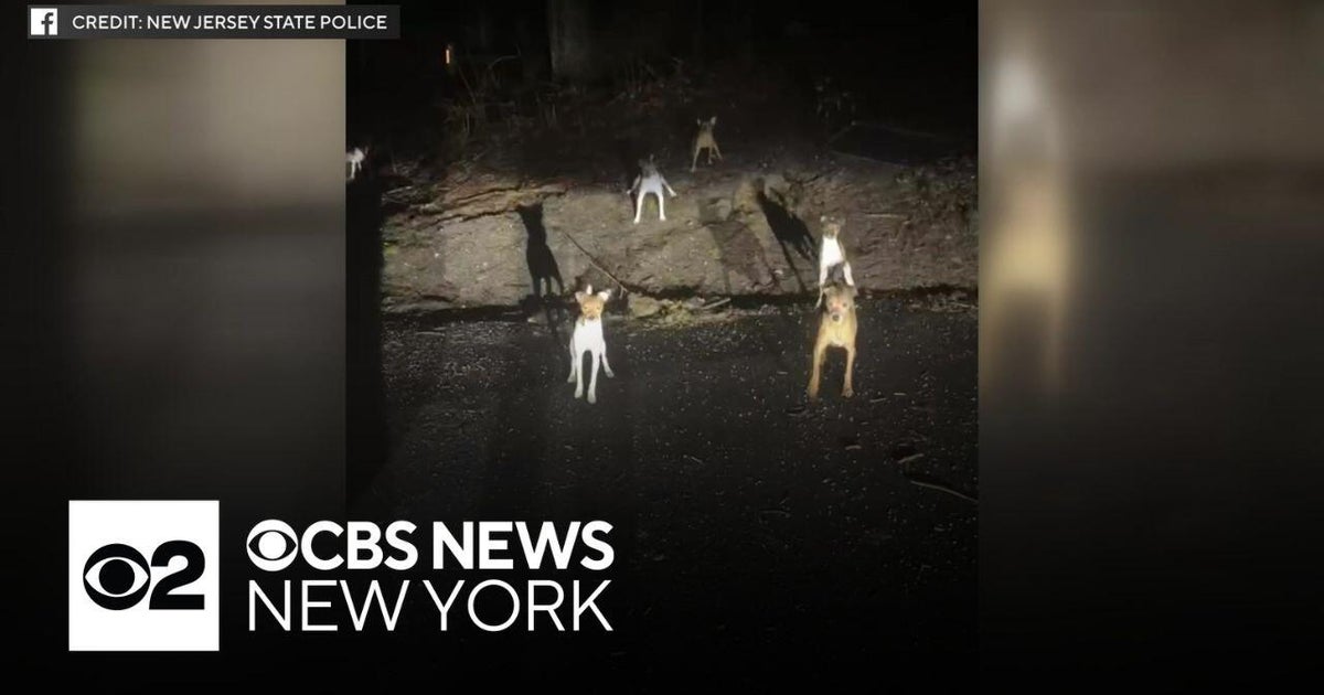About 2 dozen dogs found abandoned in 3 N.J. towns - CBS New York