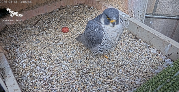 kdka-peregrine-falcon-nest-2026.png 