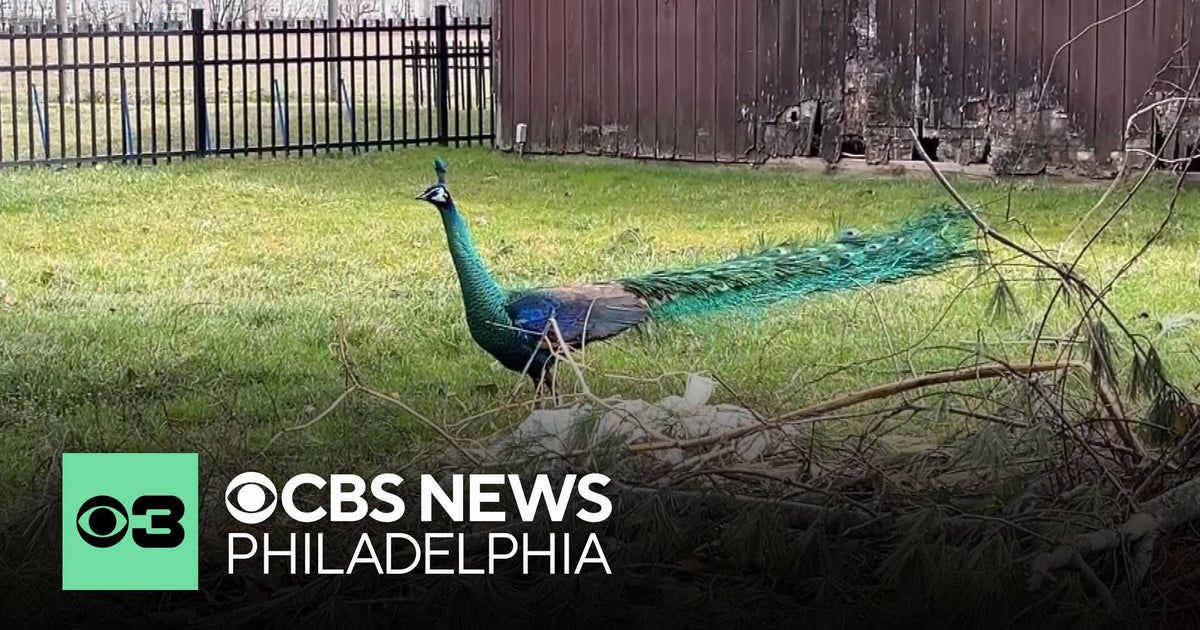 See the peacock wandering around a Cherry Hill, New Jersey, neighborhood