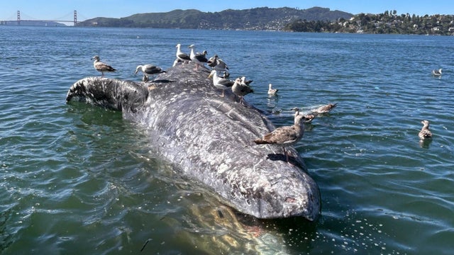 gray-whale-carcass-san-francisco-bay.jpg 