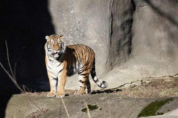 Detroit Zoo welcomes 2-year-old tiger Darya 