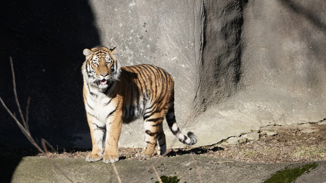 Detroit Zoo welcomes 2-year-old tiger Darya 