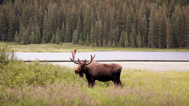 Moose in Field near Water 