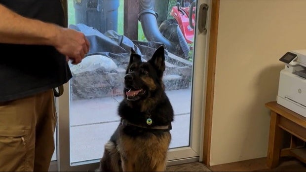 Radar the cadaver dog