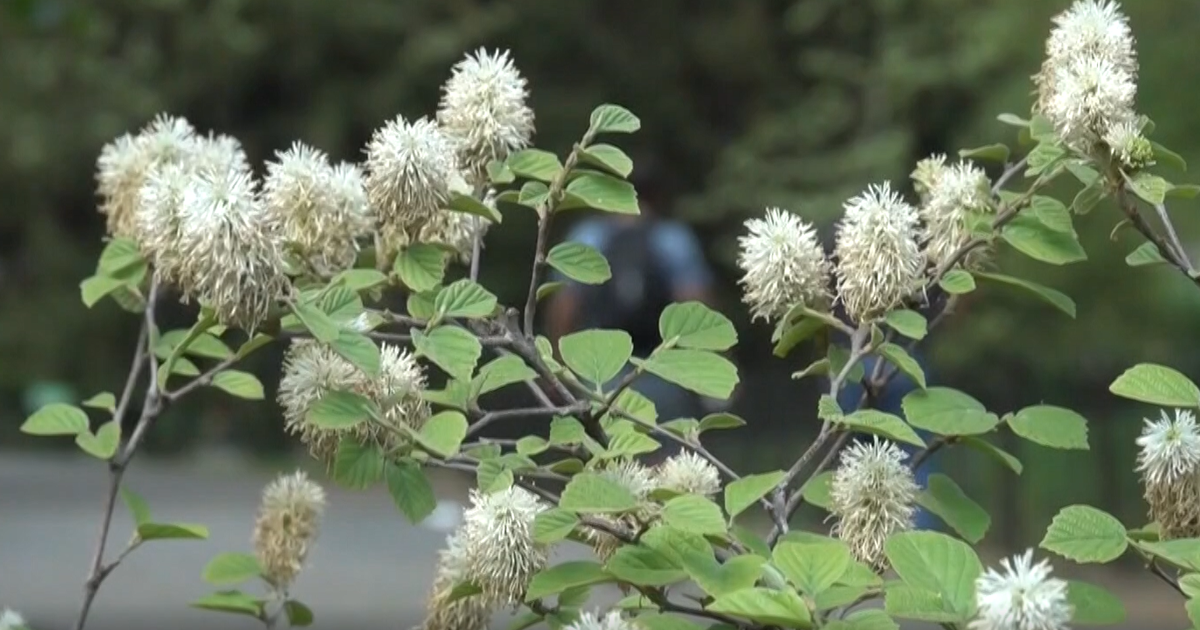 Allergy season is here in Maryland. What can you do to manage the attacks?