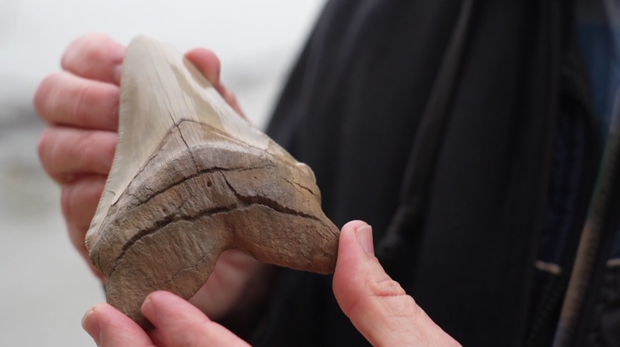 Megalodon Tooth Maryland 
