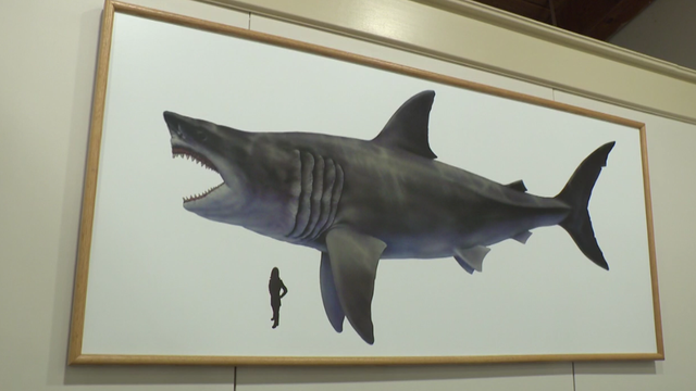 Megalodon Maryland State Shark 