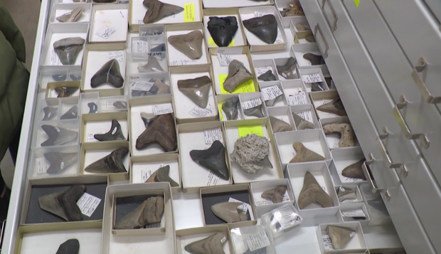 Megalodon Teeth Found in Maryland 