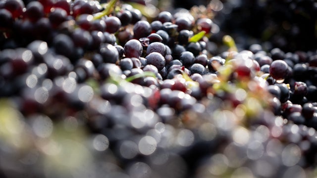 FRANCE-AGRICULTURE-VINICULTURE-WEATHER-WINE 