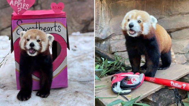 Two photos of the red panda 