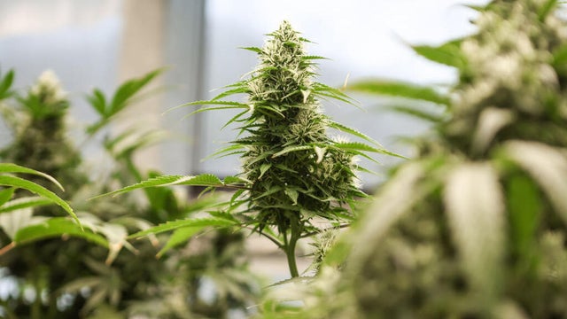 US-NEWS-NC-MARIJUANA-CHEROKEE-2-CH 