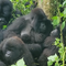 Rare mountain gorilla twins born in national park again
