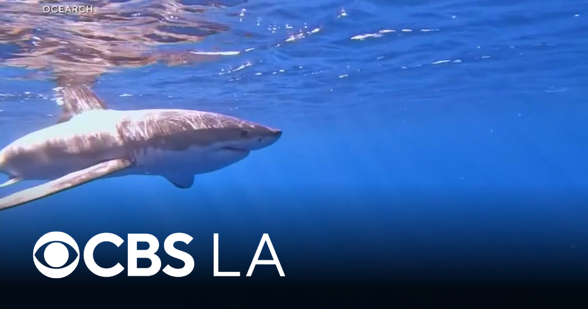 White sharks clinging to Southern California coast after warm winter, marine biologist says