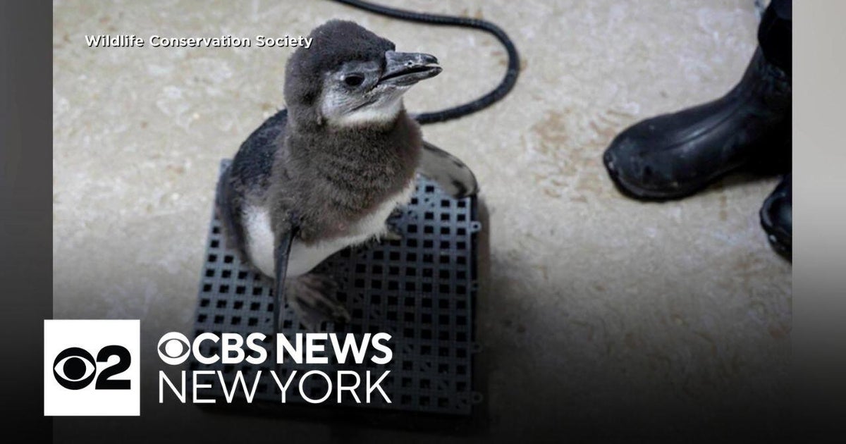 African penguin makes debut at New York Aquarium