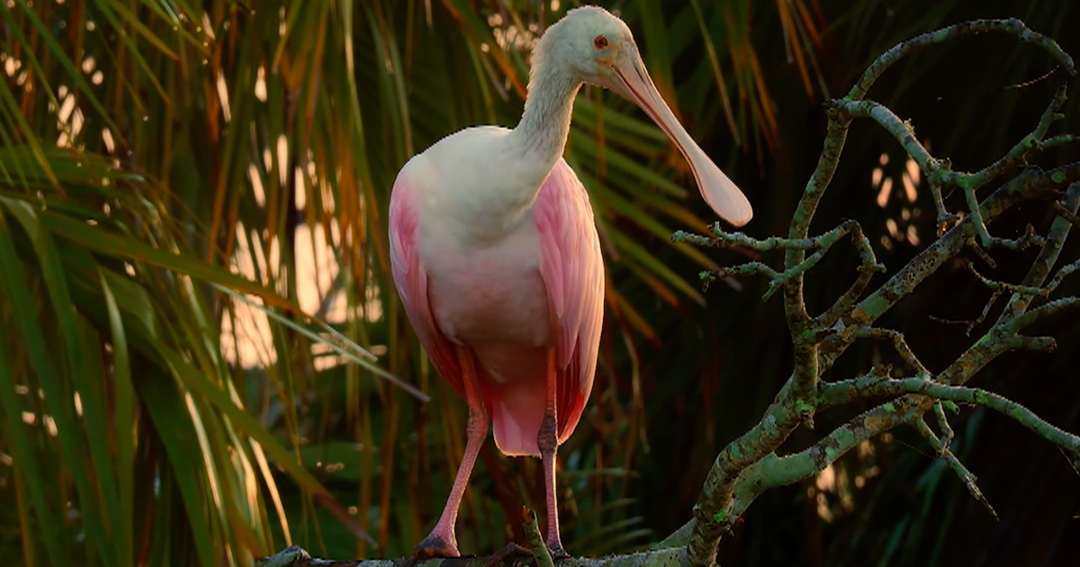 Nature: Roseate spoonbills in Florida's wetlands