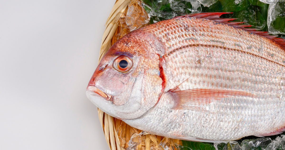 Miami Gardens man cited for illegal mangrove snapper near Islamorada bridge