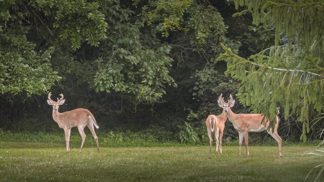 Three two white-tail male deer on lawn of Midwestern suburb in summer 
