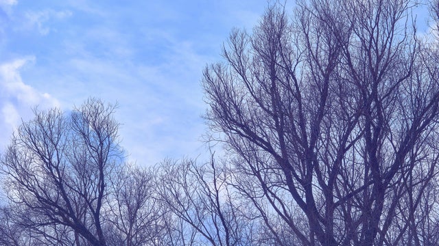 Wind in bare trees without leaves and blue sky with clouds 
