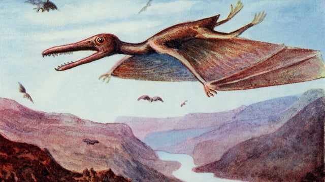 Pterodactyl 